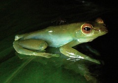 Zhangixalus dulitensis