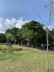Jacarandeae