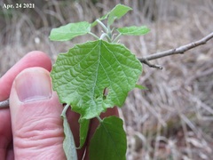 Populus tomentiglandulosa