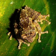 Philautus macroscelis
