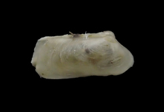 Image of Sphenia fragilis