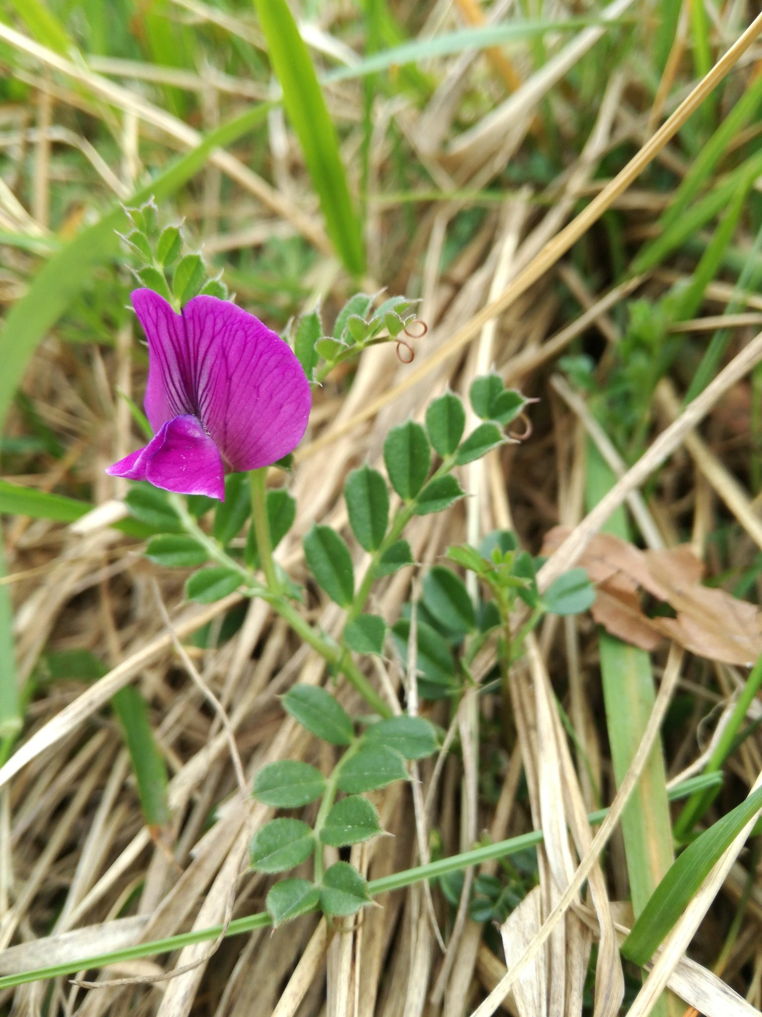 Vicia pyrenaica