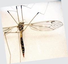 Tipula rufina