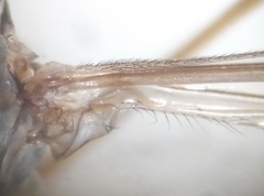 Tipula rufina