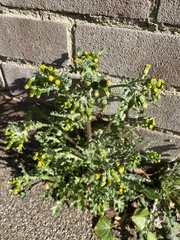 Senecio vulgaris