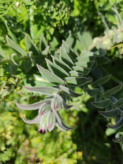 Vicia benghalensis