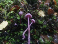 Laccaria masoniae