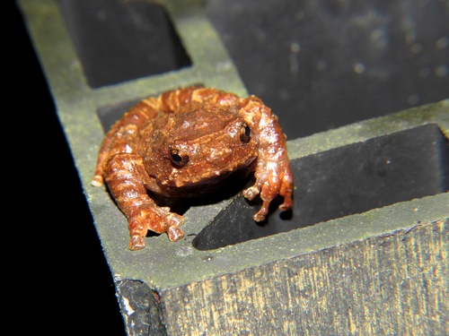 Metaphrynella pollicaris