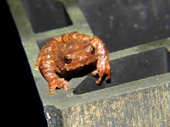 Metaphrynella pollicaris