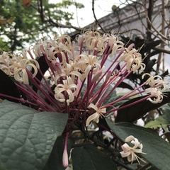 Clerodendrum quadriloculare