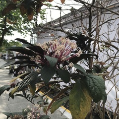 Clerodendrum quadriloculare