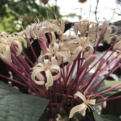 Clerodendrum quadriloculare