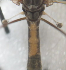 Tipula rufina