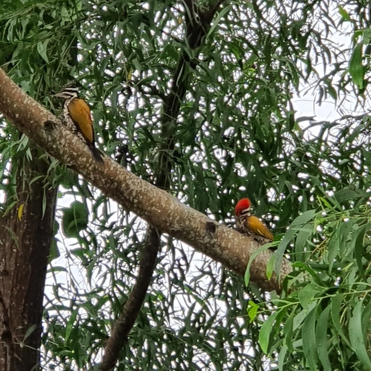 Common Flameback