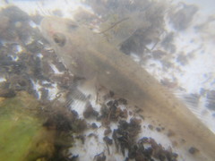 Gobiomorphus cotidianus