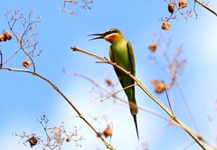 Merops superciliosus