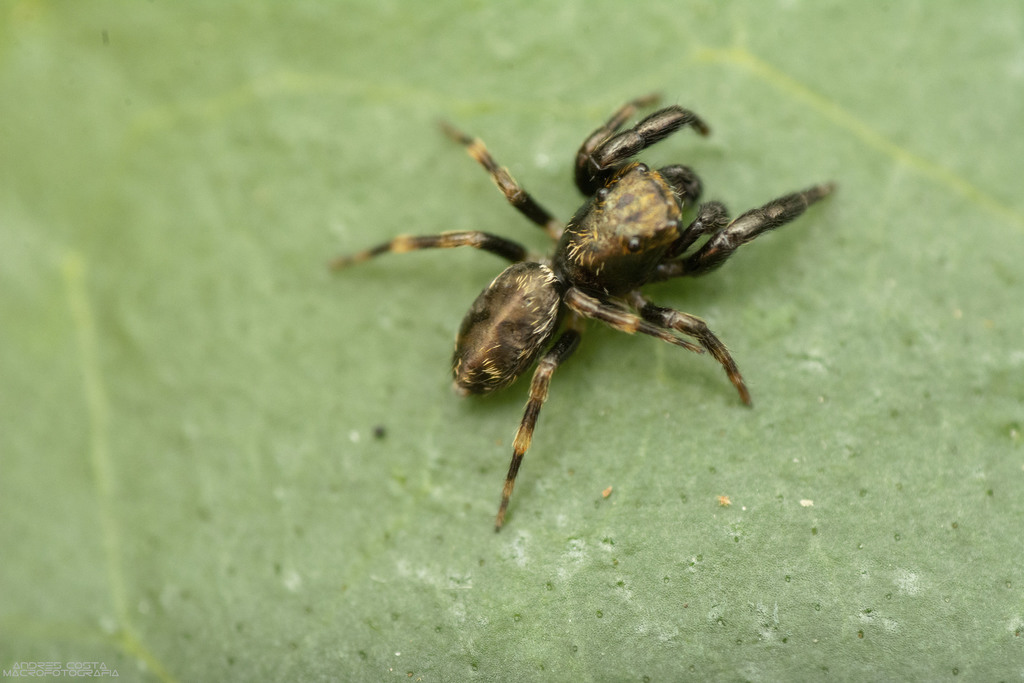 Theriella
