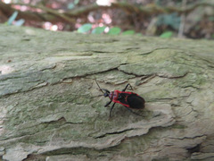 Haematoloecha nigrorufa