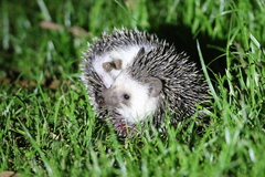 Atelerix albiventris