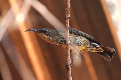 Malagasy Sunbird