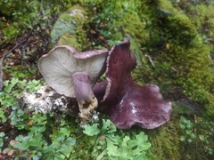 Leucopaxillus lilacinus