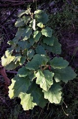 Solanum campanulatum
