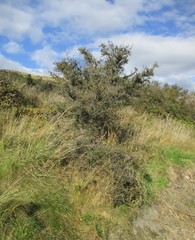 Coprosma propinqua