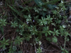 Galium echinocarpum