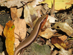 Plestiodon japonicus