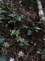 Galium echinocarpum