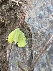 Gonepteryx nepalensis