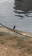 Acridotheres javanicus