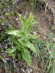 Acourtia microcephala