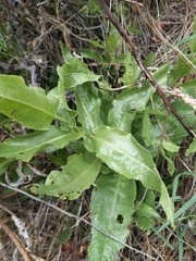 Acourtia microcephala