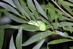 Kinyongia multituberculata