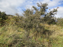 Coprosma propinqua