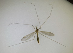 Tipula sarajevensis