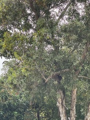 Podocarpus macrophyllus