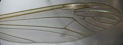 Tipula sarajevensis