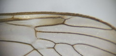 Tipula sarajevensis