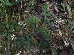Corydalis ophiocarpa