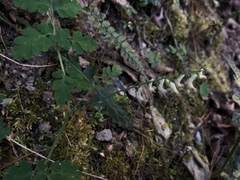 Corydalis ophiocarpa