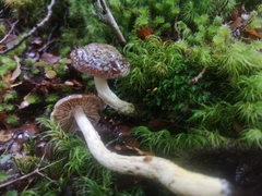 Cortinarius phaeomyxa