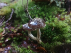 Cortinarius phaeomyxa