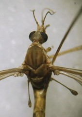 Tipula sarajevensis