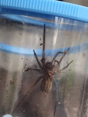 Eratigena agrestis