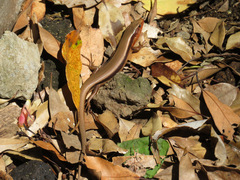 Plestiodon japonicus