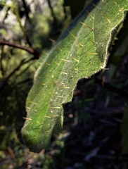 Solanum campanulatum