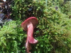 Cortinarius cardinalis