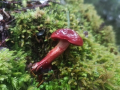 Cortinarius cardinalis